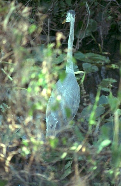 Blue Heron, Everglades National Park, Florida